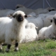 black-nose-sheep-sheep-flock-of-sheep-stockpack-pixabay.jpg black nose sheep, sheep, flock of sheep