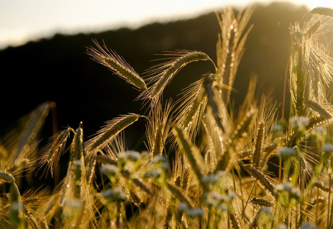 cereals-spike-rye-field-stockpack-pixabay.jpg cereals, spike, rye field