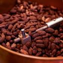 cocoabeans Cocoabeans