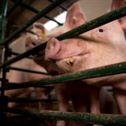 eating-pig-breeding-stockpack-pixabay.jpg eating, pig, breeding