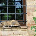 gray-cat-sleeping-on-window-stockpack-unsplash.jpg gray cat sleeping on window