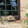 gray-cat-sleeping-on-window-stockpack-unsplash.jpg gray cat sleeping on window