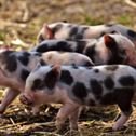 piglet-young-animals-pig-stockpack-pixabay.jpg piglet, young animals, pig