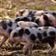 piglet, young animals, pig