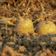 potatoes, tubers, arable