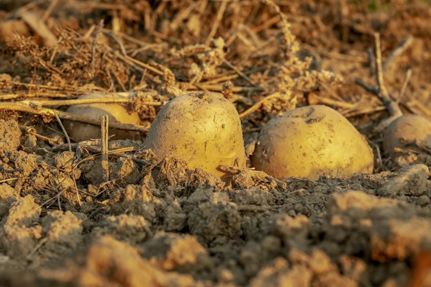 potatoes-tubers-arable-stockpack-pixabay.jpg potatoes, tubers, arable