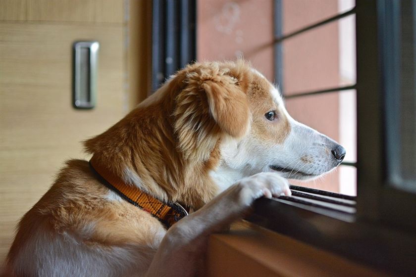 sad-dog-animal-stockpack-pixabay.jpg sad, dog, animal