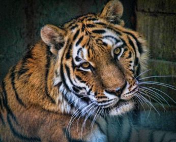 tiger, animals, feral cat