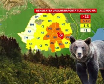 Ursi Romania