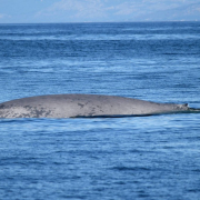 ballena galiciana Ballena Galiciana