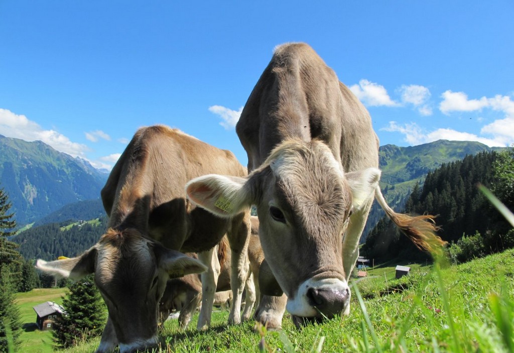 cows, cattle, grazing