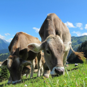 cows-cattle-grazing-stockpack-pixabay.jpg cows, cattle, grazing