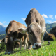 cows-cattle-grazing-stockpack-pixabay.jpg cows, cattle, grazing
