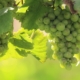 grapes, fruits, food