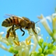 honey-bee-insect-animal-stockpack-pixabay.jpg honey bee, insect, animal