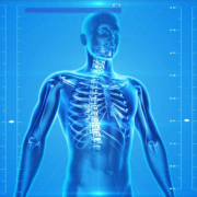 human-skeleton-human-body-anatomy-stockpack-pixabay.jpg human skeleton, human body, anatomy