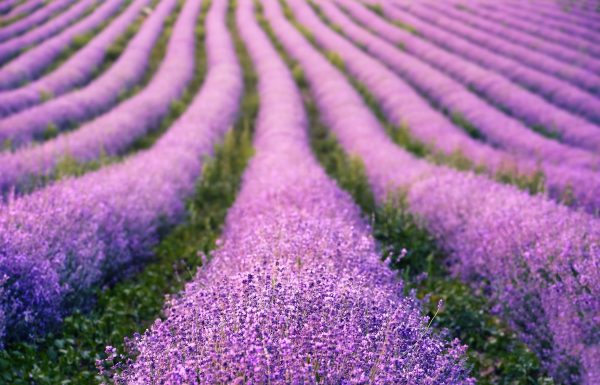 lavenders, flowers, lavender field