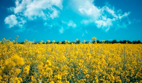 meadow, rapeseed, agriculture