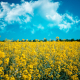 meadow-rapeseed-agriculture-stockpack-pixabay.jpg meadow, rapeseed, agriculture