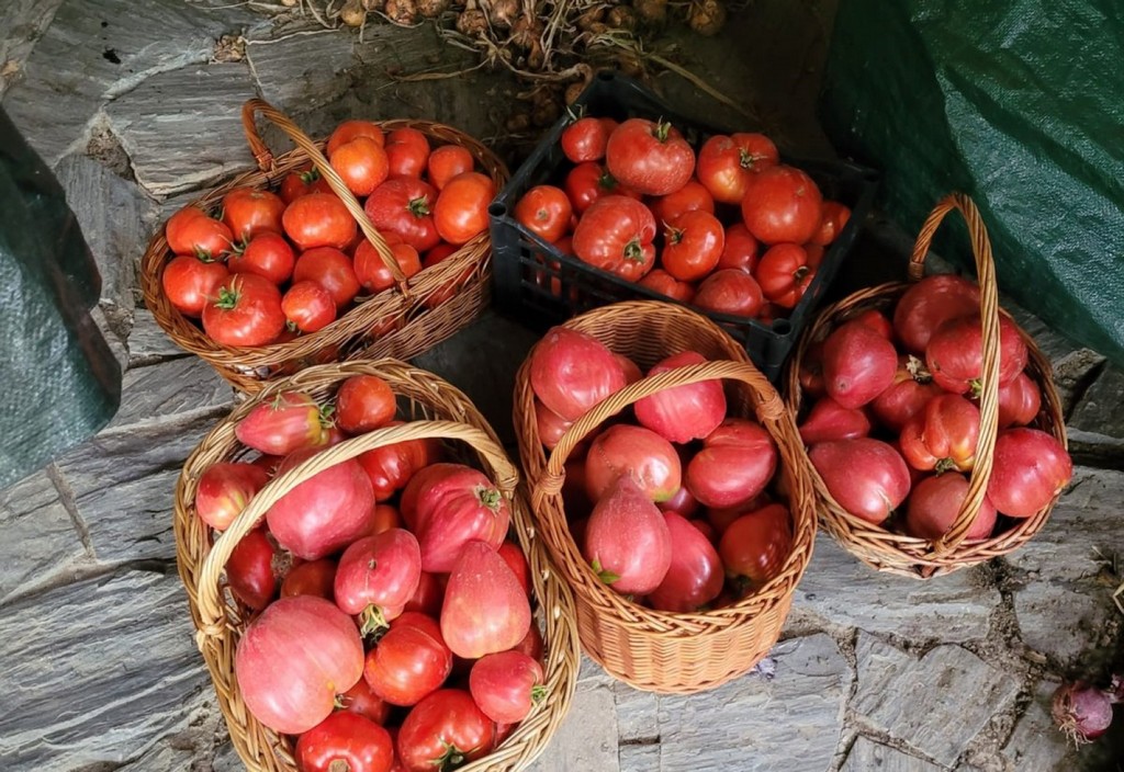 rosii tomate romanesti foto copyright www.afaceri.news Rosii Tomate Romanesti Foto Copyright Www.afaceri.news