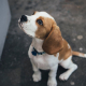 teaching-george-the-beaglier-to-sit-before-we-go-for-a-walk-and-sunday-morning-breakfast-with-the-boys-stockpack-unsplash.jpg Teaching George the Beaglier to sit, before we go for a walk and Sunday morning breakfast with the boys.