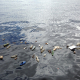 water-polluted-plastic-stockpack-pixabay.jpg water, polluted, plastic
