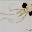 Phlebotomus simonahalepae Phlebotomus Simonahalepae