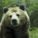 bear-grizzly-bear-grizzly-stockpack-pixabay.jpg bear, grizzly bear, grizzly