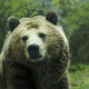 bear, grizzly bear, grizzly