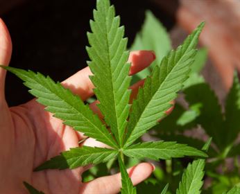 cannabis-cbd-marijuana-stockpack-pixabay.jpg cannabis, cbd, marijuana