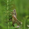 cricket, insect, macro