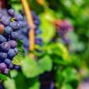 grapes-fruit-blue-stockpack-pixabay.jpg grapes, fruit, blue