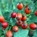 rosehips-wild-rose-fruit-stockpack-pixabay.jpg rosehips, wild rose, fruit