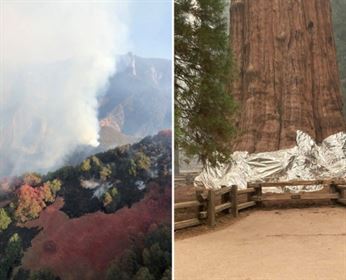 sequois-fire-protection-hp Sequois Fire Protection Hp