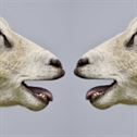 sheep-bleat-communication-stockpack-pixabay.jpg sheep, bleat, communication