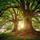 trees-wilderness-nature-stockpack-pixabay.jpg trees, wilderness, nature