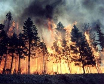 Incendiu-pădure Incendiu Pădure
