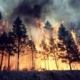 Incendiu Pădure