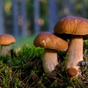 brown-mushroom-on-green-grass-during-daytime-stockpack-unsplash.jpg brown mushroom on green grass during daytime