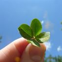four-leaf-clover-clover-nature-stockpack-pixabay.jpg four leaf clover, clover, nature