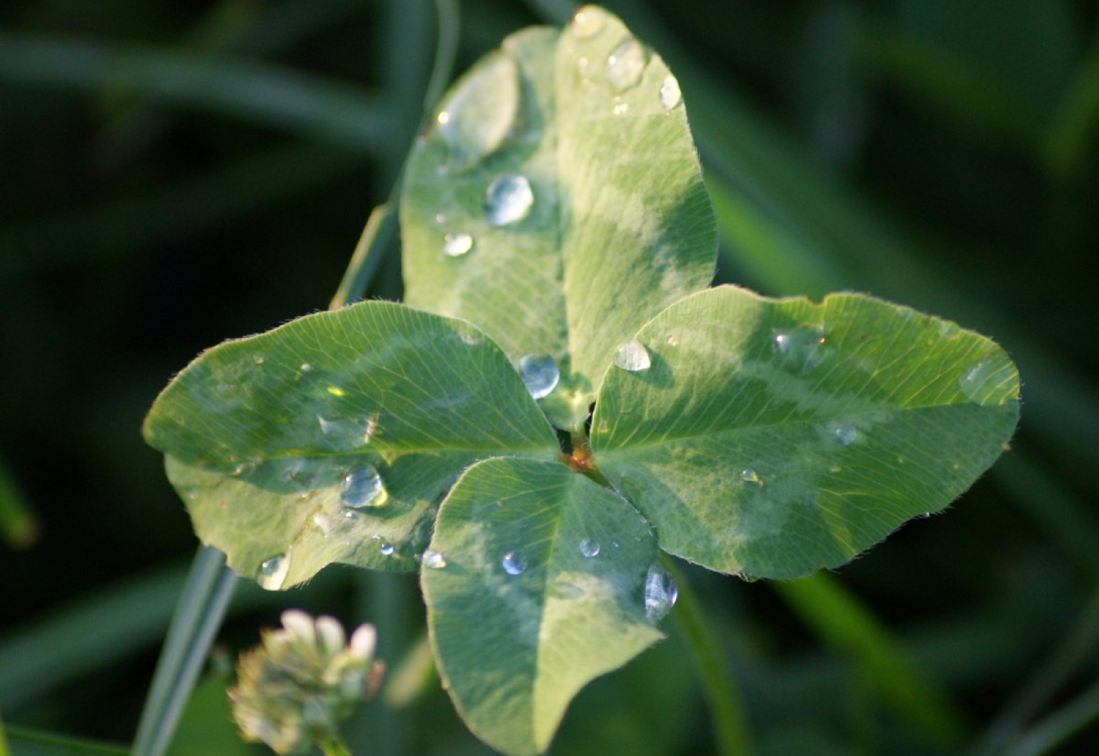 lucky-charm-clover-four-stockpack-pixabay.jpg lucky charm, clover, four