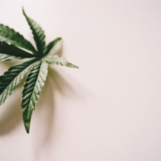 marijuana-leaf-on-white-surface-stockpack-pexels.jpg Marijuana leaf on white surface