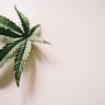 Marijuana leaf on white surface