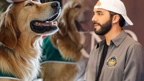 nayib bukele caine Nayib Bukele Caine