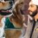 Nayib Bukele Caine