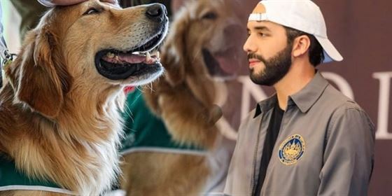 nayib bukele caine Nayib Bukele Caine