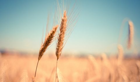 wheat, ear, dry