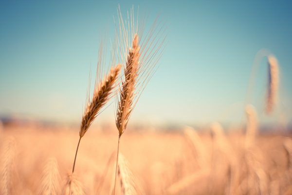 wheat, ear, dry