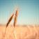 wheat, ear, dry