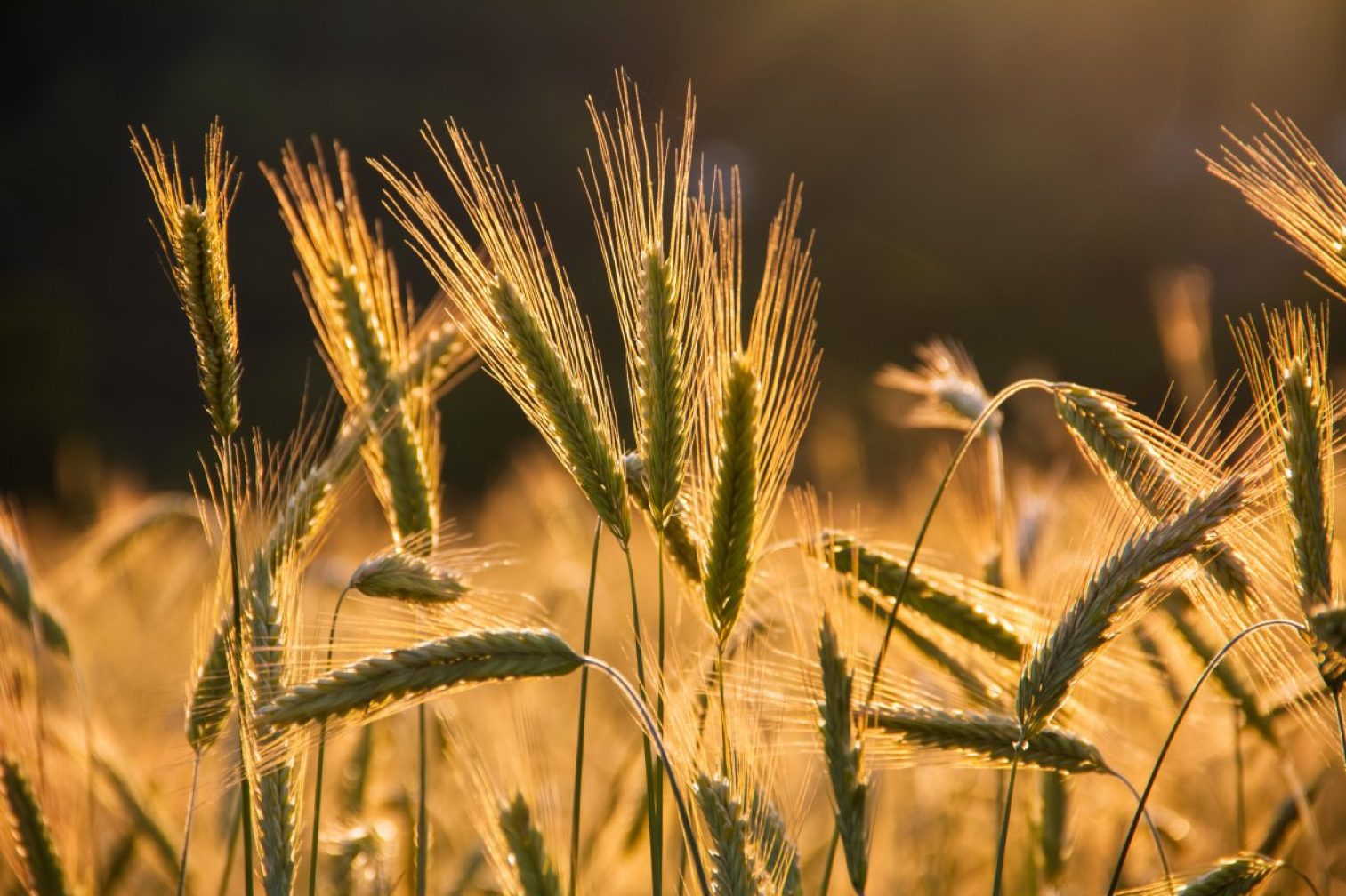 wheats, grains, wheat field